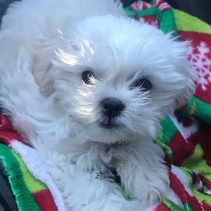 Meet your Posher, Ashlee